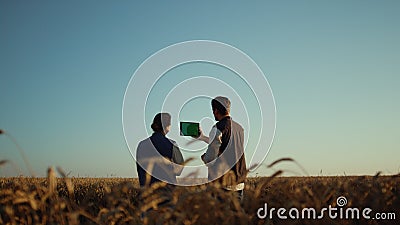 Farmers working wheat field with pad computer. Farmland managers checking crops Stock Photo