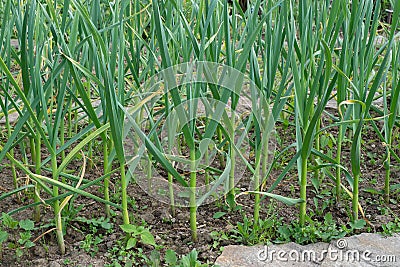 Farming and agriculture, young garlic grow in the garden. Green sprouts of young garlic sprout Stock Photo
