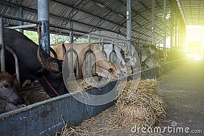 Farming and animal husbandry concept Stock Photo