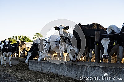 Farming, animal husbandry concept. Cows in a farm. Dairy cows eats fresh hay. Outdoor farm cowshed with milking cows Stock Photo