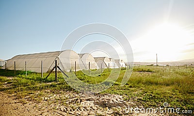 Farming, crop and outdoor green house field in agricultural environment. Growing fresh produce with sustainability and Stock Photo