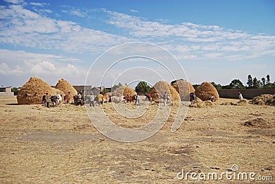 Farming in ethiopia Stock Photo