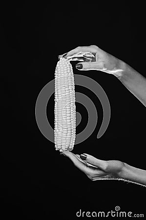 Farming and fall crops concept. Autumn maize harvest idea. Corn cob in girls fingers. Female hand holds corn Stock Photo