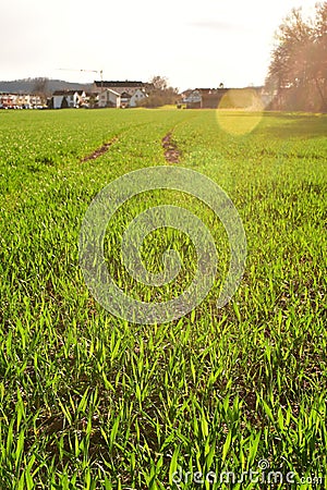 Farming field green plant agriculture germany Stock Photo