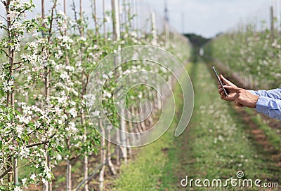 Farming, fruit orchard and blooming control, small business and smart technology Stock Photo