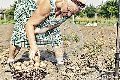Farming, gardening, agriculture, elderly, female, farmer, potatoes, farm garden Stock Photo