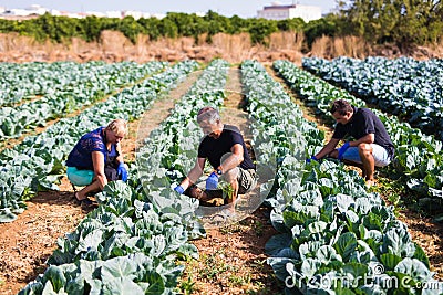 Farming, gardening, agriculture and people concept- family harvesting cabbage at greenhouse on farm. Family business. Stock Photo