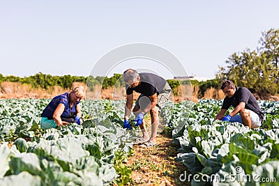 Farming, gardening, agriculture and people concept- family harvesting cabbage at greenhouse on farm. Family business. Stock Photo