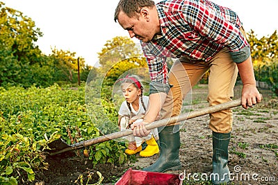 Farming, gardening, agriculture and people concept - young man planting potatoes at garden or farm Stock Photo