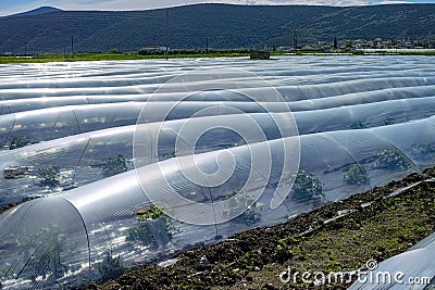 Farming in Greece, rows of small greenhouses covered with plastic film with growing melon plants in spring season Stock Photo