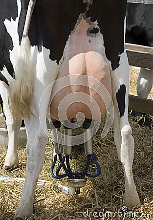 Farming - Milking a cow Stock Photo