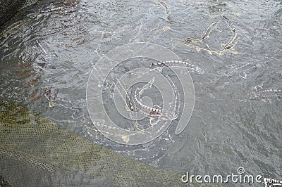 The farming sturgeon fish in cage culture in Tuyen Lam lake. Several species of sturgeons are harvested for their roe, which is ma Editorial Stock Photo