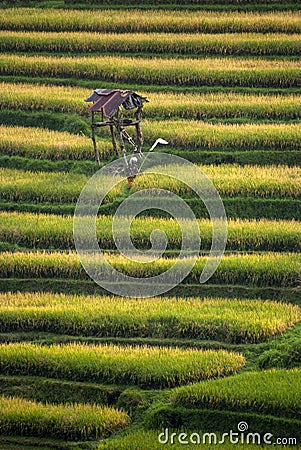 Stunning Rice Terraces of Pupuan, Bali. Stock Photo