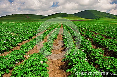 Farmland Stock Photo