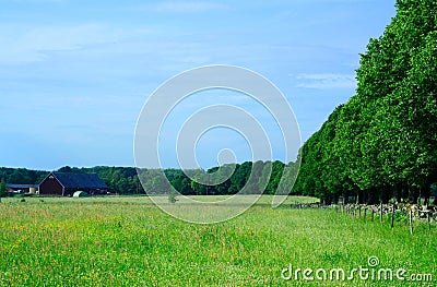 Farmland and avenue Stock Photo