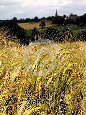 Farmland with cereal crops Stock Photo