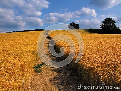 Farmland with cereal crops Stock Photo