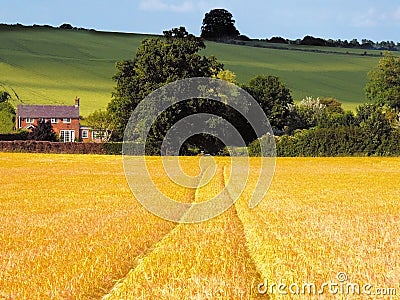 Farmland with cereal crops Stock Photo