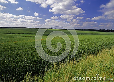 Farmland with cereal crops Stock Photo