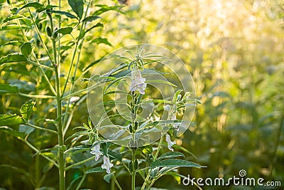 Farmland in the growth of sesame on tree in sesame plants Stock Photo