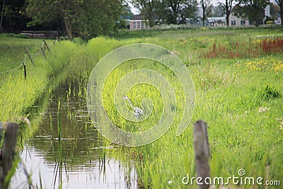 Farmland and meadows in the Zuidplaspolder at Nieuwerkerk aan den IJssel, one of the lowest parts of europ with 21 ft below sea le Stock Photo