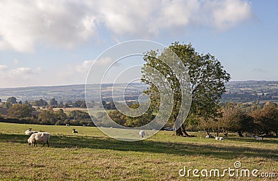 Farmland near Hidcote Bartrim, Cotswolds, England Stock Photo