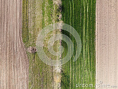 Farmland, top view. Plowed soil, green field with wheel marks and trees. Aerial shot of spring agricultural landscape Stock Photo