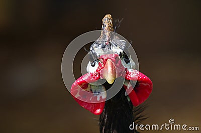 Farmyard Bird Stock Photo