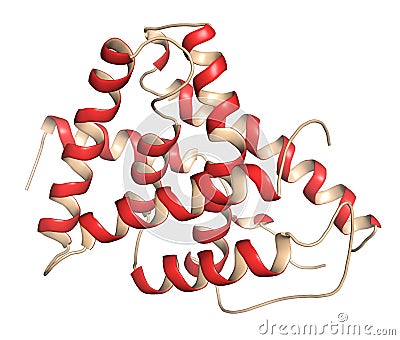 Farnesoid X receptor (ligand binding domain) protein. Target of the drug obeticholic acid. 3D rendering based on protein data bank Stock Photo