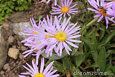 `Farrer`s Aster` flower - Aster Farreri Stock Photo