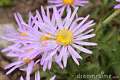 `Farrer`s Aster` flower - Aster Farreri Stock Photo