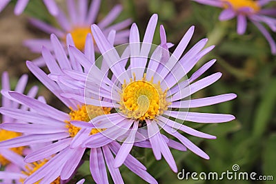 `Farrer`s Aster` flower - Aster Farreri Stock Photo