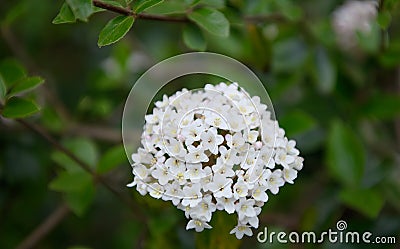 Farrer`s Viburnum farreri cluster of white flowers Stock Photo