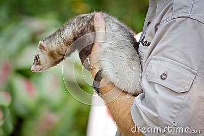 Farret at the zoo, European Polecat Stock Photo