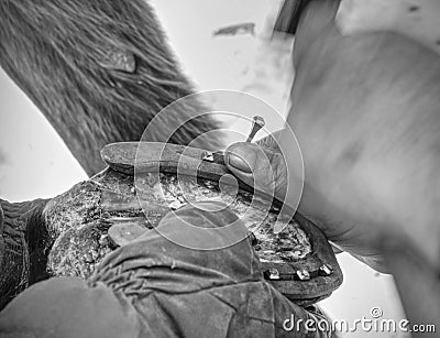 Farrier holding hoof and nailing new horseshoe Stock Photo