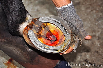 Farrier Shoeing Stock Photo