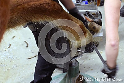 Farrier shoeing a horse Stock Photo