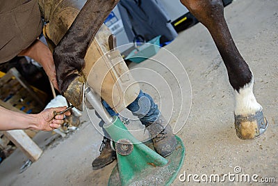 Farrier working on horse's hoof Stock Photo