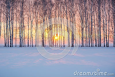 Charming winter sunset in the winter forest Stock Photo