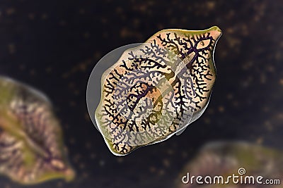 Fasciola hepatica, or liver fluke Cartoon Illustration