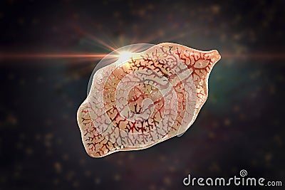 Fasciola hepatica, or liver fluke Cartoon Illustration