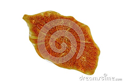 Fasciola hepatica, or liver fluke Cartoon Illustration