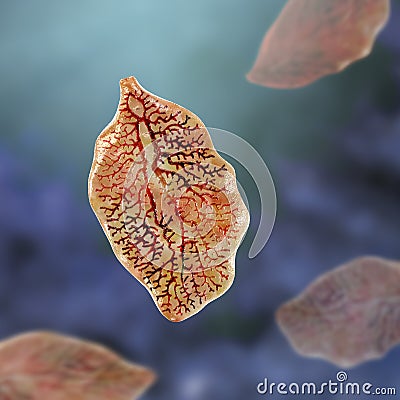 Fasciola hepatica, or liver fluke Cartoon Illustration