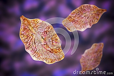 Fasciola hepatica, or liver fluke Cartoon Illustration