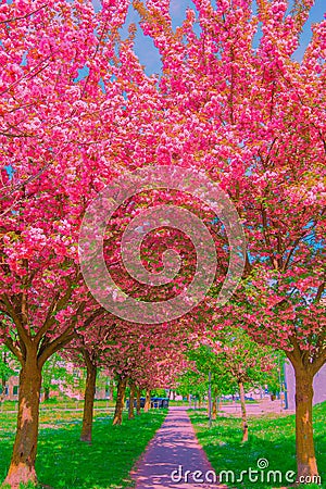 Fashion aesthetics wallpaper design. Cherry blossom tree. Pink Spring vibes Stock Photo