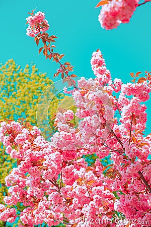 Fashion aesthetics wallpaper. Pink Flowers. Cherry blossom Stock Photo