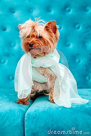 Doggy photo session couch tiffany blue turquoise color dog pet terrier sofa bow blue Stock Photo