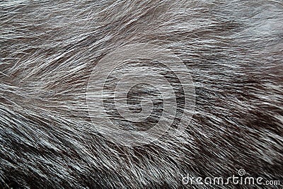 Fashion gray fur Stock Photo