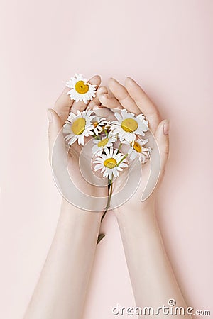 Fashion hand art chamomile natural cosmetics women, white beautiful chamomile flowers hand with bright contrast makeup, hand care Stock Photo