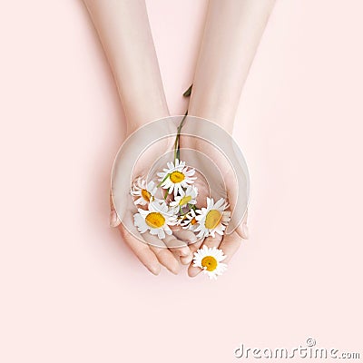 Fashion hand art chamomile natural cosmetics women, white beautiful chamomile flowers hand with bright contrast makeup, hand care Stock Photo
